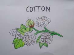 Cotton