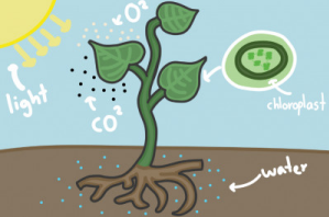 The Fascinating Sphere of Photosynthesis